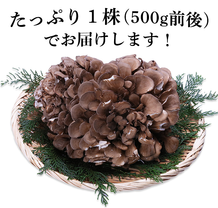 福井県産 九頭竜まいたけ１株(500ｇ前後)　舞茸 マイタケ 送料無料 国産 産地直送 きのこ 野菜｜sonoshokuan｜06