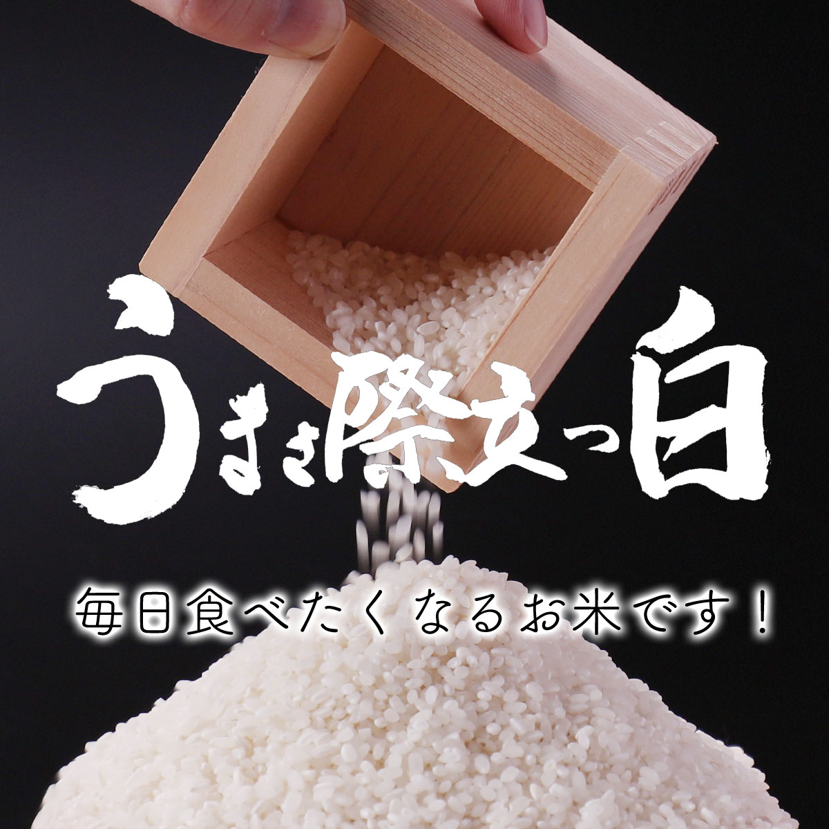 令和7年産 新米 米10kg 福井県産 いちほまれ 10kg （5kg×2袋