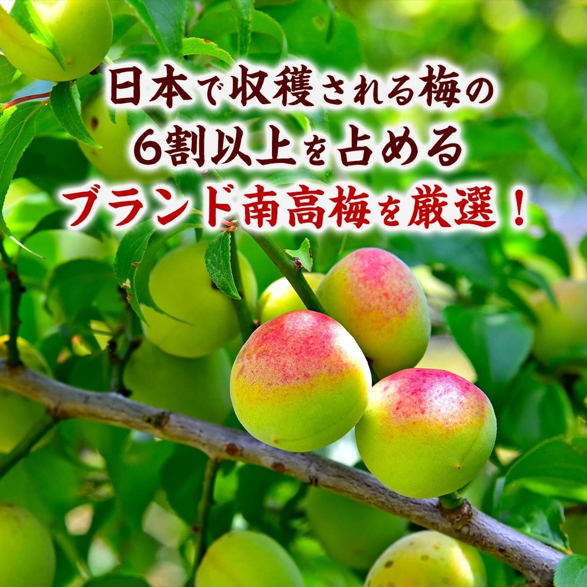 6割以上ブランド南高梅