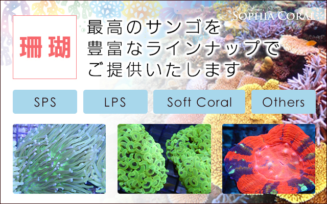 最高のサンゴを豊富なラインナップでご提供