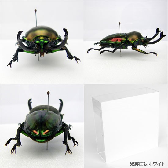 昆虫標本 ニジイロクワガタ アクリルフレーム 透明 : lis-sk8128