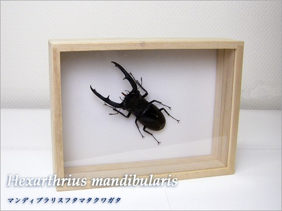 昆虫標本 マンディブラリスフタマタクワガタ 桐箱