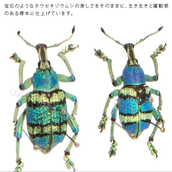 昆虫標本 ホウセキゾウムシ 2匹 メタリック調ライトフレーム