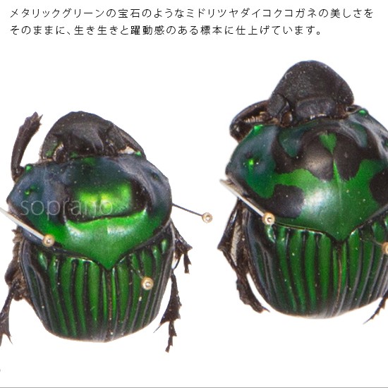 昆虫標本 ミドリツヤダイコクコガネ 2匹 メタリック調ライトフレーム