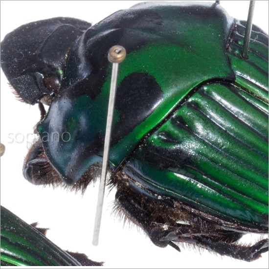 昆虫標本 ミドリツヤダイコクコガネ 2匹 メタリック調ライトフレーム