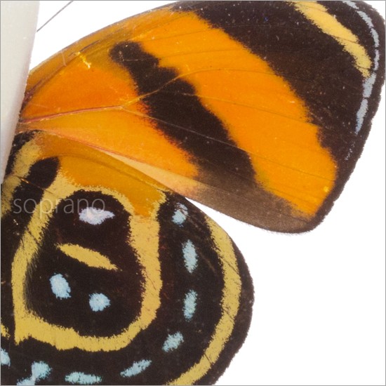昆虫標本 蝶の標本 キノスラウズマキタテハ メタリック調ライト 