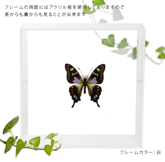 昆虫標本 蝶の標本 ミイロタイマイ アクリルフレーム 黒 : lis 