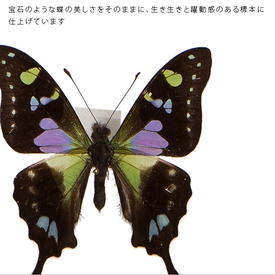 値頃 【ヒマラヤ】ミイロタテハの標本 蝶の標本 標本 - jazzcursos.com