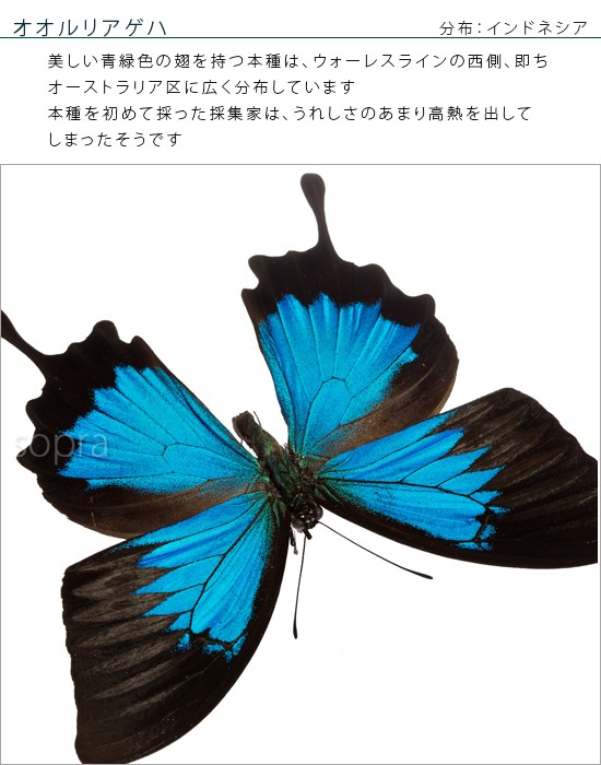 昆虫標本 蝶の標本 オオルリアゲハ メタリック調ライトフレーム : lis