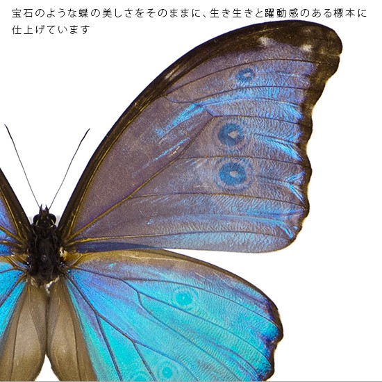 昆虫標本 蝶の標本 ゴダルティモルフォ ペルー産 メタリック調ライト 