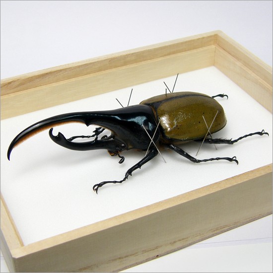 昆虫標本 ヘラクレスオオカブトムシ 桐箱