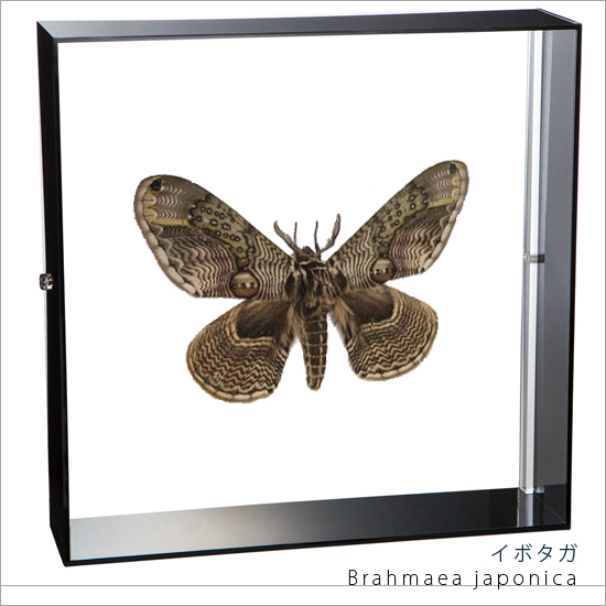 昆虫標本 蝶の標本 イボタガ アクリルフレーム 黒 : lis-ibotagab 