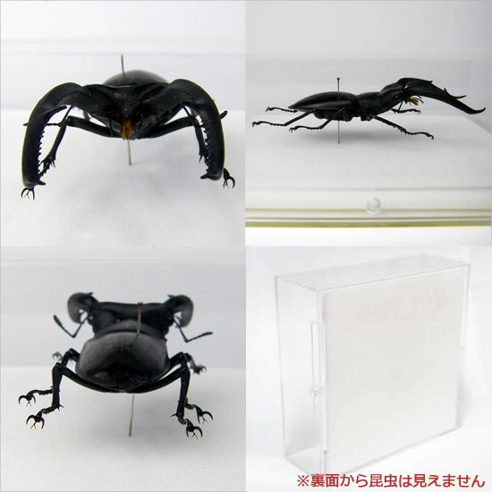標本 委託販売 ボルネオ産 マンディブラリス 102ミリ 野外品 同梱不可 水牛虫 ◇マンディブラリスフタマタクワガタ◇ ライトフレーム