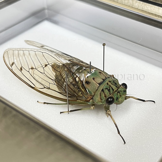 週末限定セール　昆虫標本　エチゴエゾゼミ m53290769048_1.jpg?1736573479