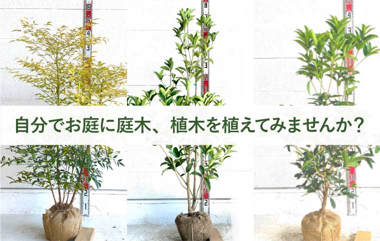 ソラニワ - Yahoo!ショッピング