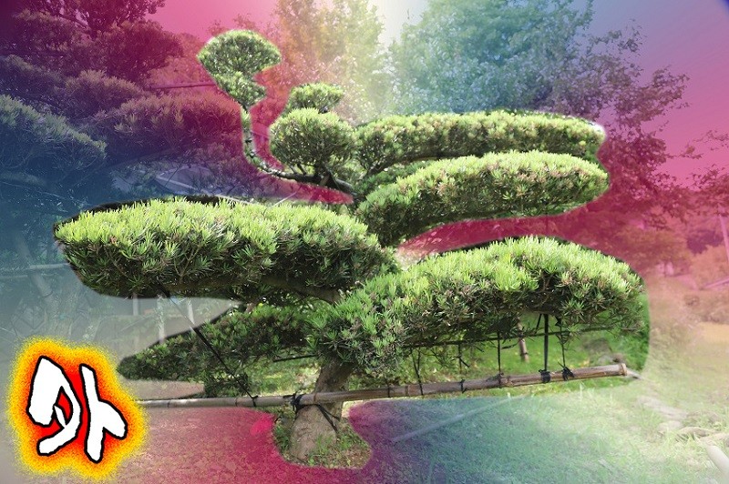 日本最大の 庭木 まきの木 幹回り40㎝ 枝:幹中心より60㎝ ? ⑨ 高さ0.5 