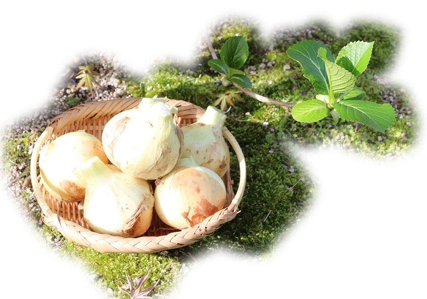 长崎县产洋葱:约5公斤-日本购购凭借专业的代购经验,为广大朋友提供