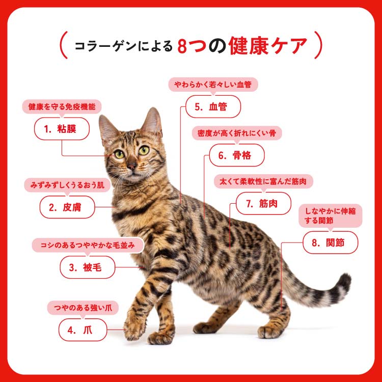 Amazon | ビューティープロ キャットフード 下部尿路の健康維持