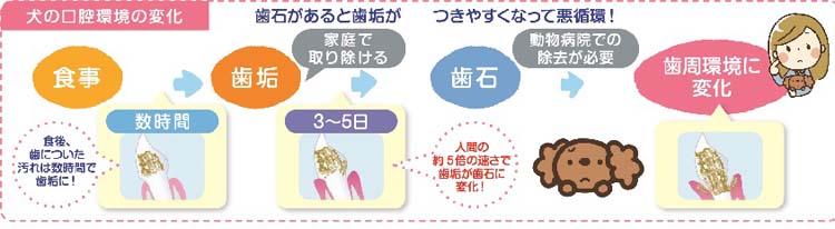 ペットキッス 食後の歯みがきガム プレミアム プチタイプ ( 50g )/ ペットキッス :4903351005198:爽快ドラッグ - 通販 -  Yahoo!ショッピング