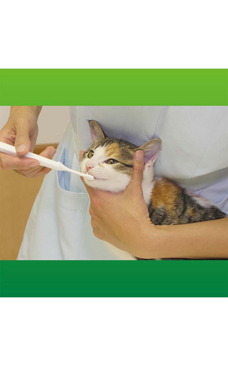 ペットキッス デンタルブラシ コンパクト ( 1本 )/ : 爽快ドラッグ