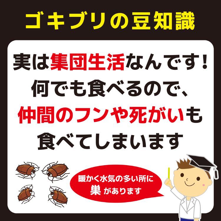 ことぶき様ご確認用 KINCHO コンバット スマートタイプ 1年用 N ( 10個入 )/ : 爽快
