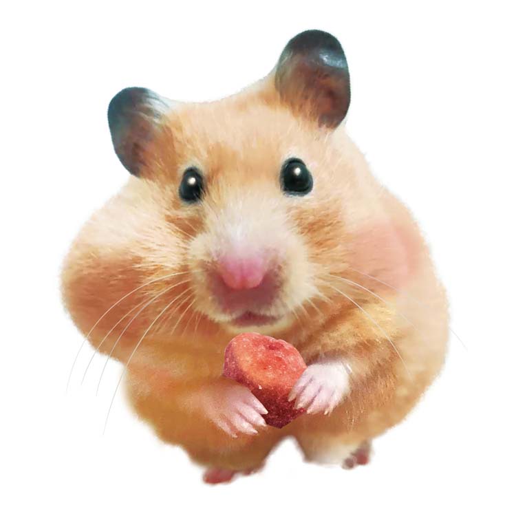 小動物 おやつ フリーズドライ ウサギ リス ハムスター モルモット マルシェ