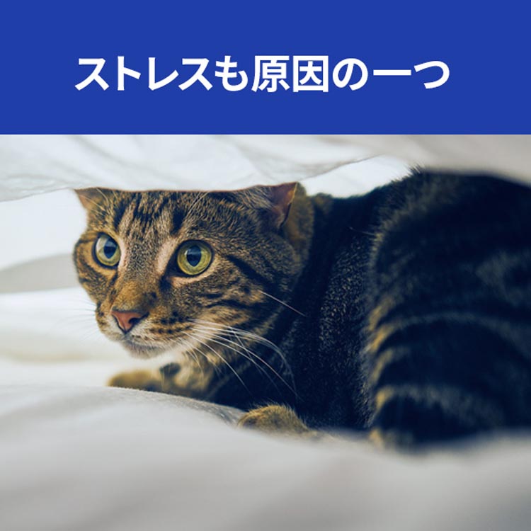 c/d マルチケア 缶詰 フィッシュ 尿ケア 猫用 特別療法食