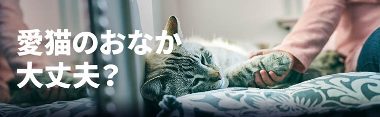 i/d 缶詰 チキン 消化ケア 猫用 特別療法食 キャットフード ウェット