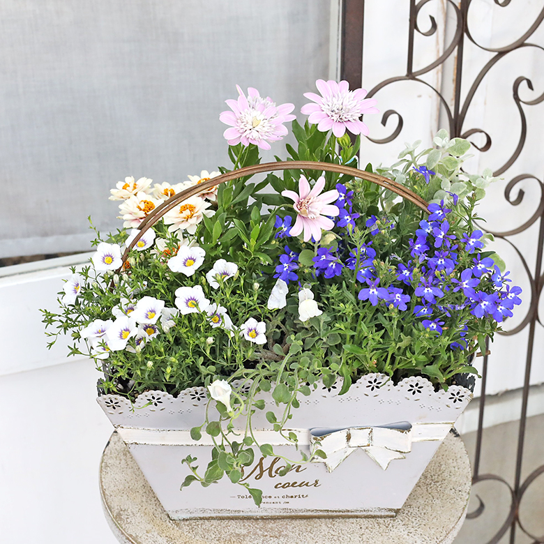 季節の花 おまかせ 寄せ植え レースリボン ブリキプランター かわいい