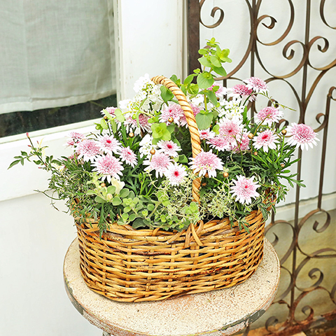 季節の花 おまかせ寄せ植え 木製ナチュラルバスケットbrown : サザン
