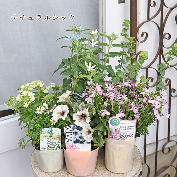 季節の花苗6点おまかせセット おしゃれ かわいい 赤 ピンク ホワイト
