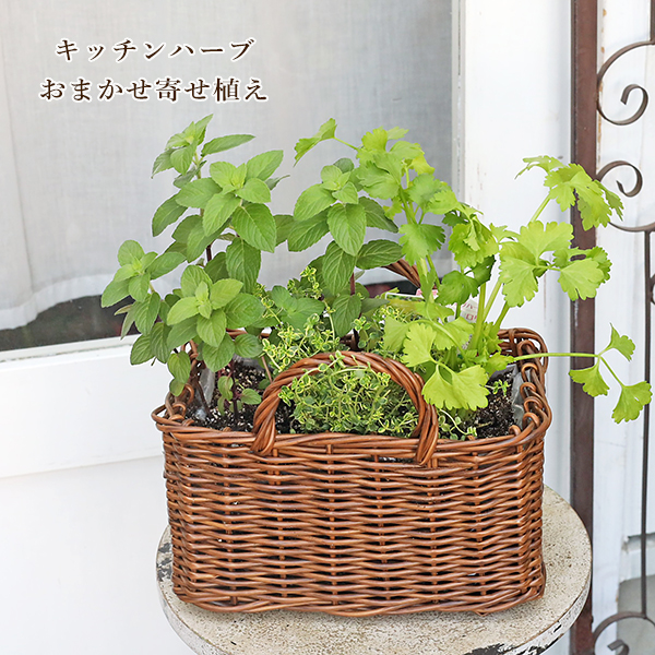 ハーブ寄せ植え おまかせ ナチュラルバスケット スクエア M