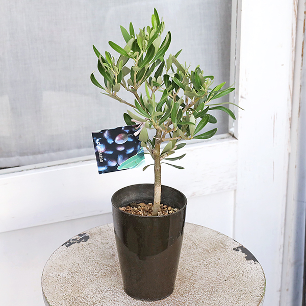 souju 創樹　オリーブ　マンザニロ　テラコッタ鉢植え　苗　シンボルツリー souju 創樹 オリーブ マンザニロ テラコッタ鉢植え 苗 シンボルツリー