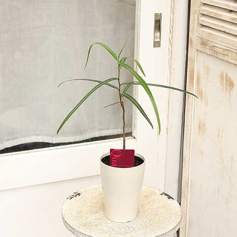 観葉植物 ボトルツリー ブラキキトン 4号 高さ約50cm 希少品種