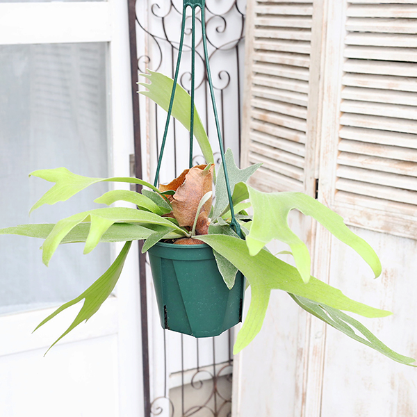 ビカクシダ 吊り鉢 大きめ 緑色 おしゃれ 観葉植物：ビカクシダ コウモリラン ネザーランド*5号 吊り鉢