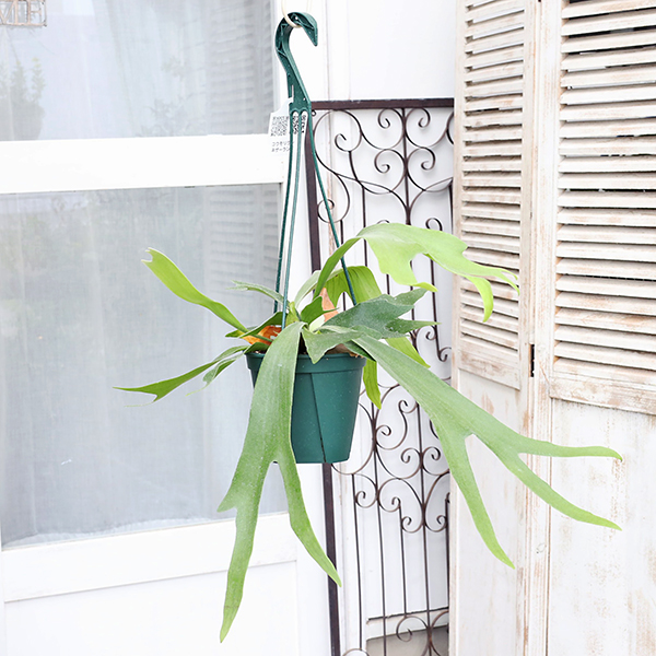 観葉植物 コウモリラン ネザーランド 5号吊り鉢 H50cm ビカクシダ