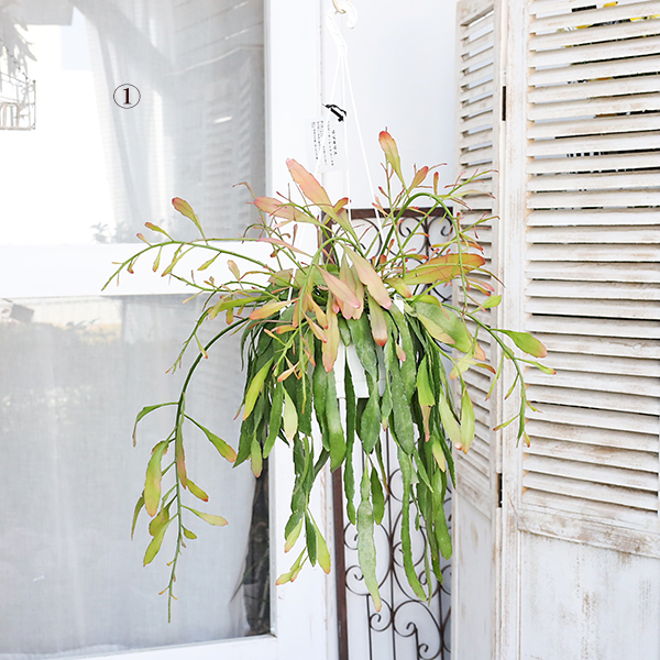 ラムローサ　リプサリス　吊り鉢　サボテン　リプサリスラムローサ　観葉植物 PLANCHU 観葉植物 プセウドリプサリス ラムローサ 5号吊り鉢