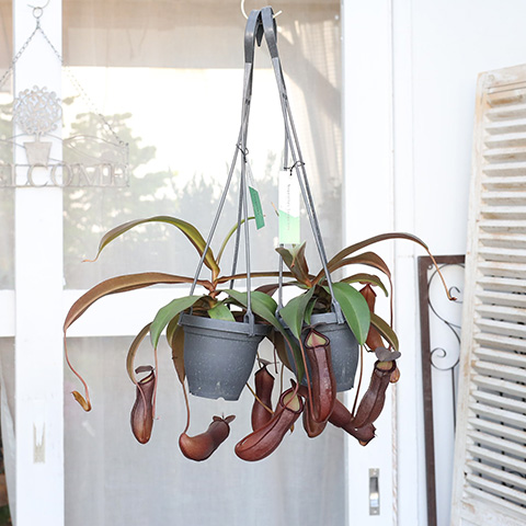 ウツボカズラ（ネペンテス）食虫植物　３種セット 食虫植物）ウツボカズラ ネペンテス 3種セット : チャーム
