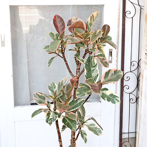 フランスゴムの木 082102 販売・通販 ［詳細ページ］ *tree tree*