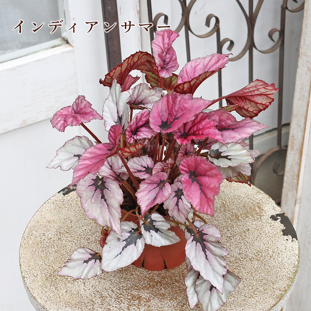 観葉植物 レックスベゴニア ビリーフシリーズ 3.5号 室内 日陰