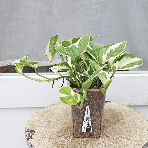 観葉植物 ポトス エンジョイ 俺のシリーズ ねこチップ