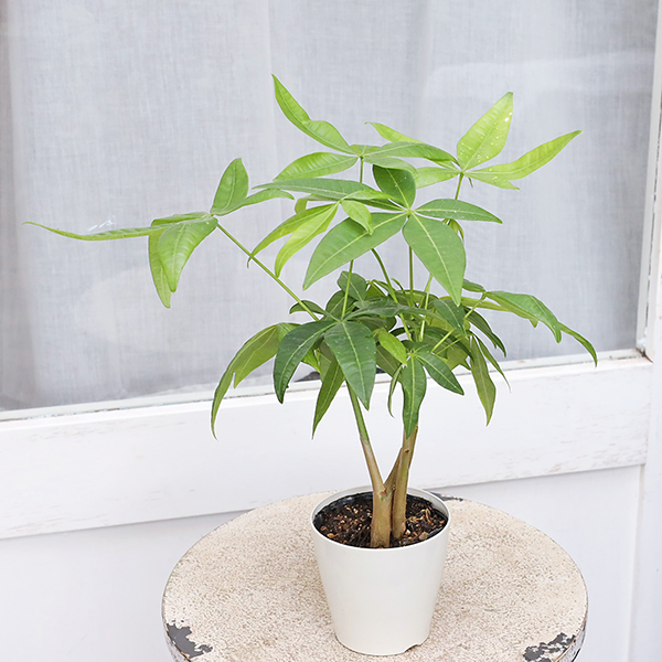 値引きセール 観葉植物 パキラ 3.5号 多年草 半日陰 室内 風水 マネー