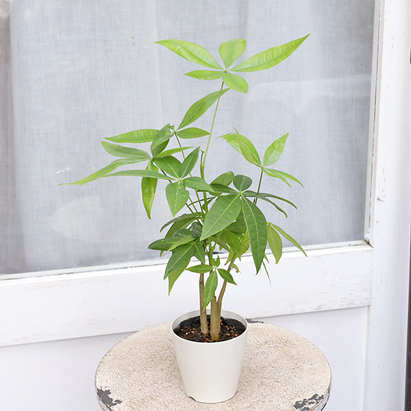 値引きセール 観葉植物 パキラ 3.5号 多年草 半日陰 室内 風水 マネー