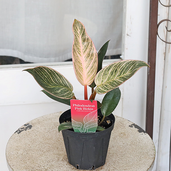 値引きセール 観葉植物 フィロデンドロン ピンクバーキン 3.5号 斑入り