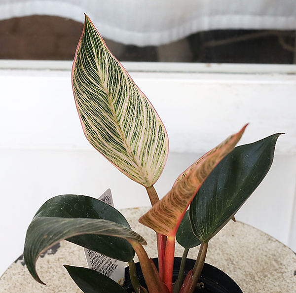 値引きセール 観葉植物 フィロデンドロン ピンクバーキン 3.5号 斑入り