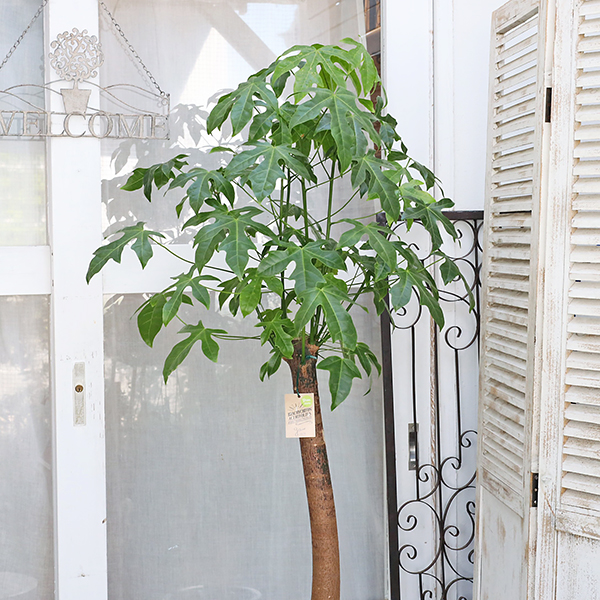 送料無料 観葉植物 ボトルツリー ブラキキトン アケリフォリウス 8号