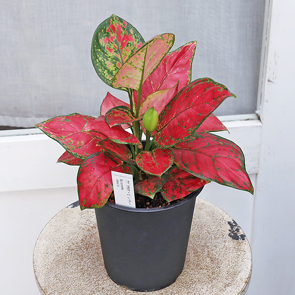 アグラオネマ sp. Thailand Haiburiddo 観葉植物 熱帯植物 ka-485_2.jpg