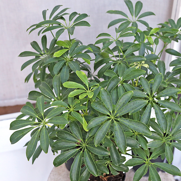 【値下げ早いもの勝ち！】オシャレな観葉植物をお探しの方へ⋰シェフレラ・コンパクタ⋰曲がり樹形 値引きセール 観葉植物 シェフレラ コンパクタ 3.5号 丈夫 育てやすい