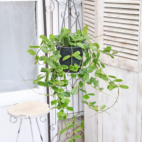 値引きセール 観葉植物 ホヤ ロツンディフローラ 4号吊り鉢 ロツンディ