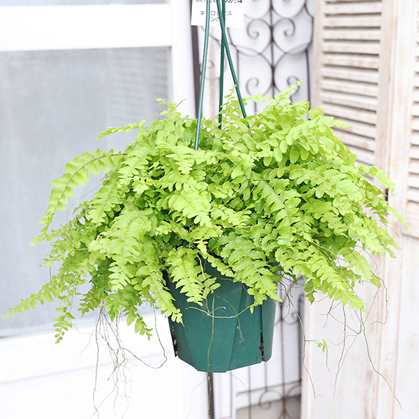 ワケアリ 中③ 品種不明シダ シダ系植物 3種類セット（品種指定不可）